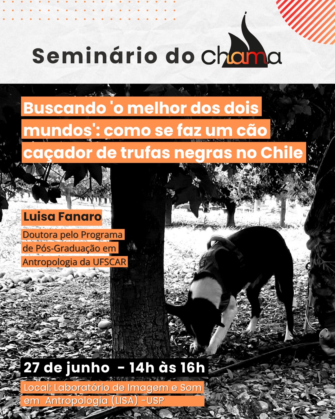 “Buscando 'o melhor dos dois mundos': como se faz um cão caçador de trufas negras no Chile”